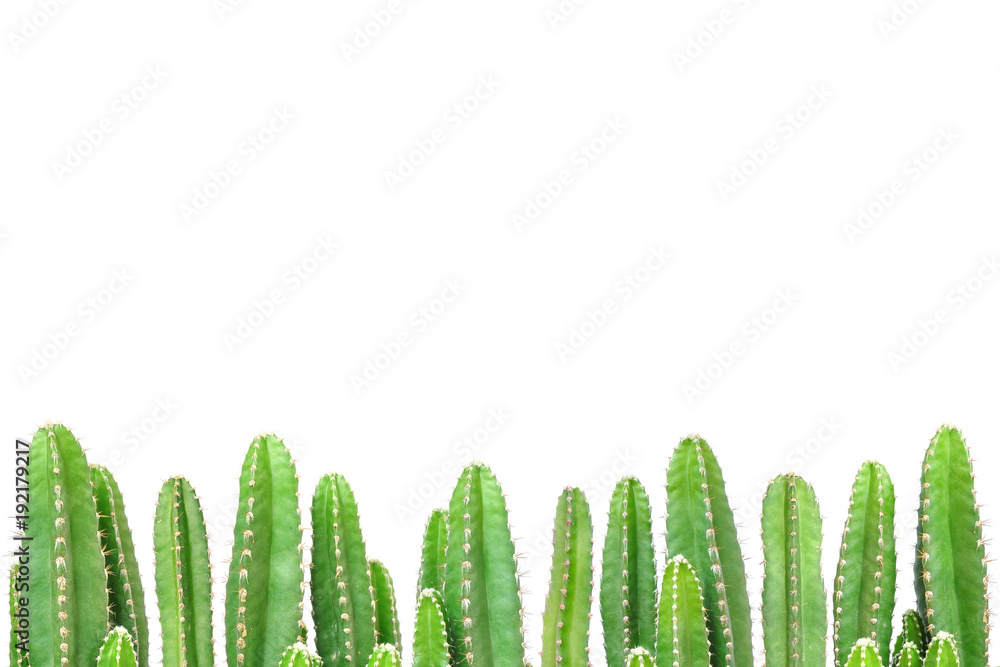 Cactus on isolated background Cactus on isolated background