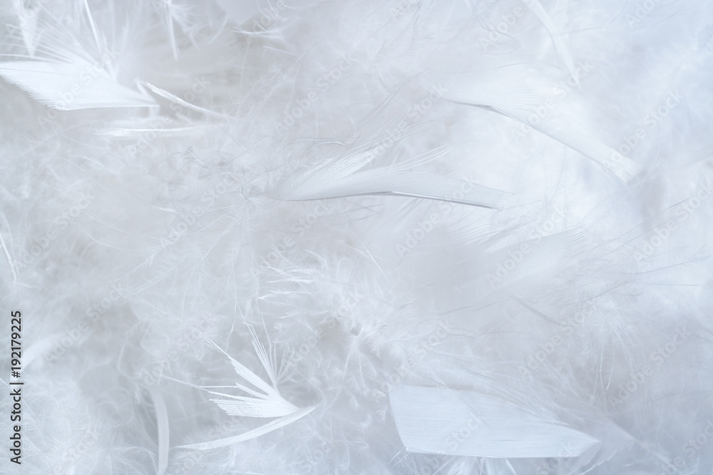 White background of a lot of big and little feathers of feather boa. White background of a lot of big and little feathers of feather boa.