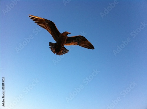 Uccello che vola libero © Laura