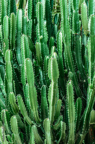 Abtract Texture of green Faux pillar cactus with sharp spikes, vertical image © PixHound