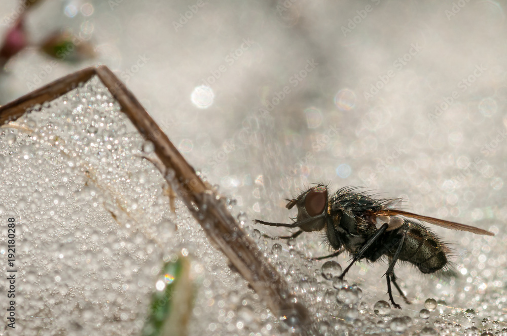 Obraz premium Close Up of an Isolated fly surrounded by water droplets 