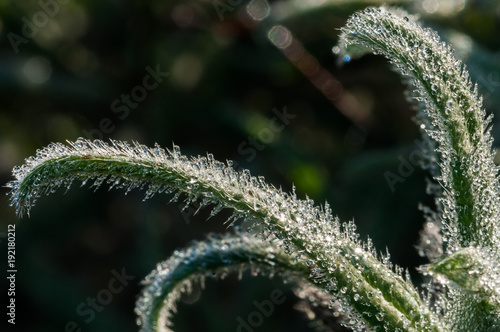 Close up of plants- Israel Spring Time