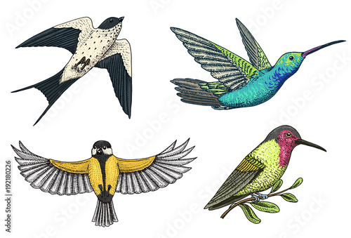 Small birds of paradise, barn swallow or martlet and parus or titmouse or great tit in Europe. Exotic tropical animal icons. Use for wedding, party. engraved hand drawn in old sketch.
