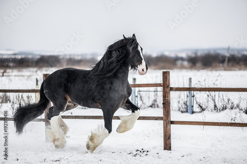 Shire horse runs around the snow-covered field.