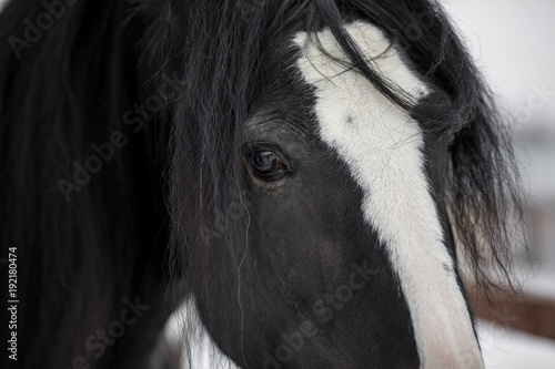 Close-up portrait of a shire horse