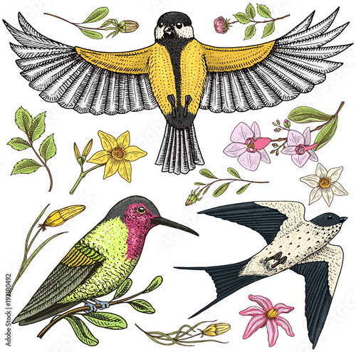 Small birds of barn swallow or martlet and parus or titmouse, Rufous. daffodil and orchid with leaves and Roses buds. Wedding flowers in spring garden. Exotic tropical animal. engraved hand drawn. photo