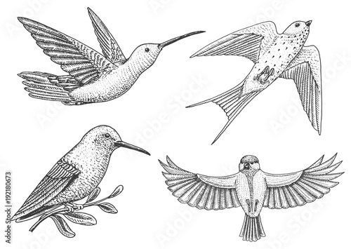 Small birds of paradise, barn swallow or martlet and parus or titmouse or great tit in Europe. Exotic tropical animal icons. Use for wedding, party. engraved hand drawn in old sketch.