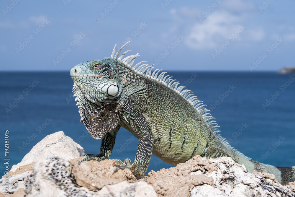 Obraz premium Caribbean iguana on rocks with blue sea and sky on background