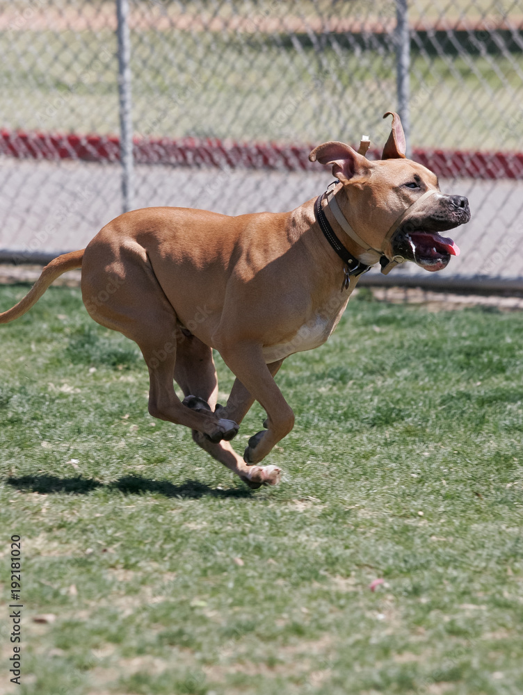 Brown pitbull with a muzzle lead on running at the park