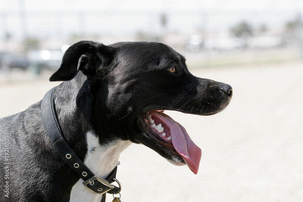 Profile of a black pitbull outside