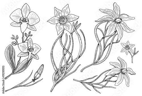 Flowers set, daffodil and orchid with leaves and buds and lily. Wedding botanical garden or plant. Vector illustration. engraved hand drawn in old victorian sketch.