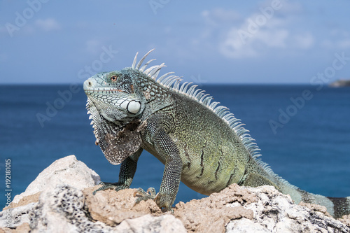 Caribbean iguana on rocks with blue sea and sky on background