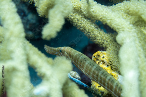 The trumpetfish, Aulostomus maculatus, is a long-bodied fish with an upturned mouth; it often swims vertically while trying to blend with vertical coral, such as sea rods, sea pens, and pipe sponges.