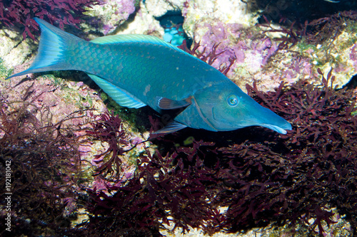 Bird Mouth Wrasse photo