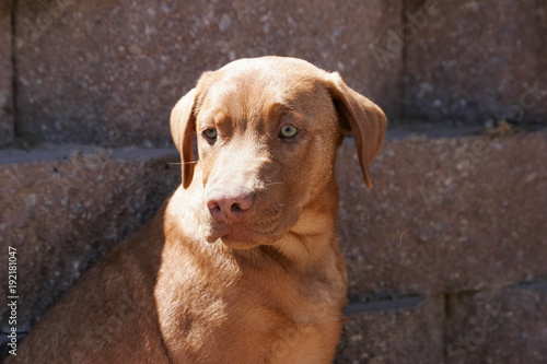 Red pitbull puppy at the park posed by a wall