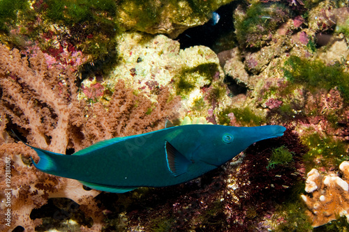 Birdmouth Wrasse (Gomphosus varius) photo