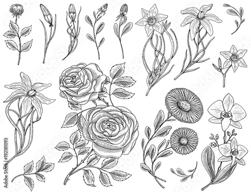 Flowers set, roses with leaves and buds, herb medicinal chamomile, daffodil and orchid, lily. Wedding botanical garden or plant. Vector illustration. engraved hand drawn in old victorian sketch.
