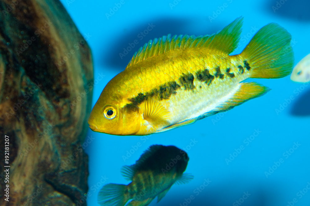 Green Cichlid in Aquarium Green Cichlid in Aquarium