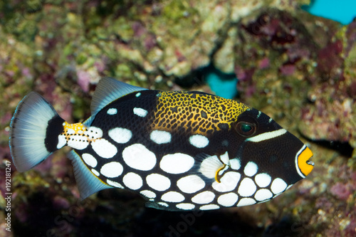 Clown Triggerfish in Aquarium © Iliuta