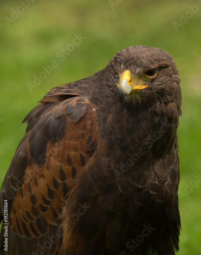 crested serpent eagle