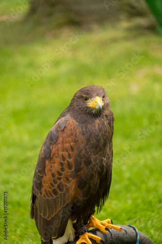 A brown eagle looking at the camera