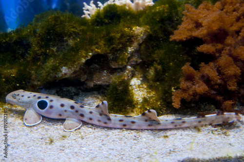 Epaulette Shark Portrait