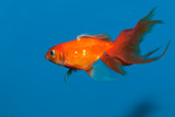 Red Goldfish in Blue Water