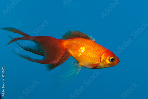 Goldfish in Aquarium against Blue Background