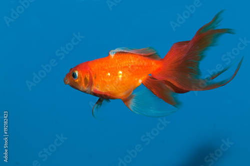 Red Goldfish in Blue Water