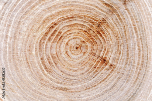 Natural tree rings background. Wooden texture. Close up.