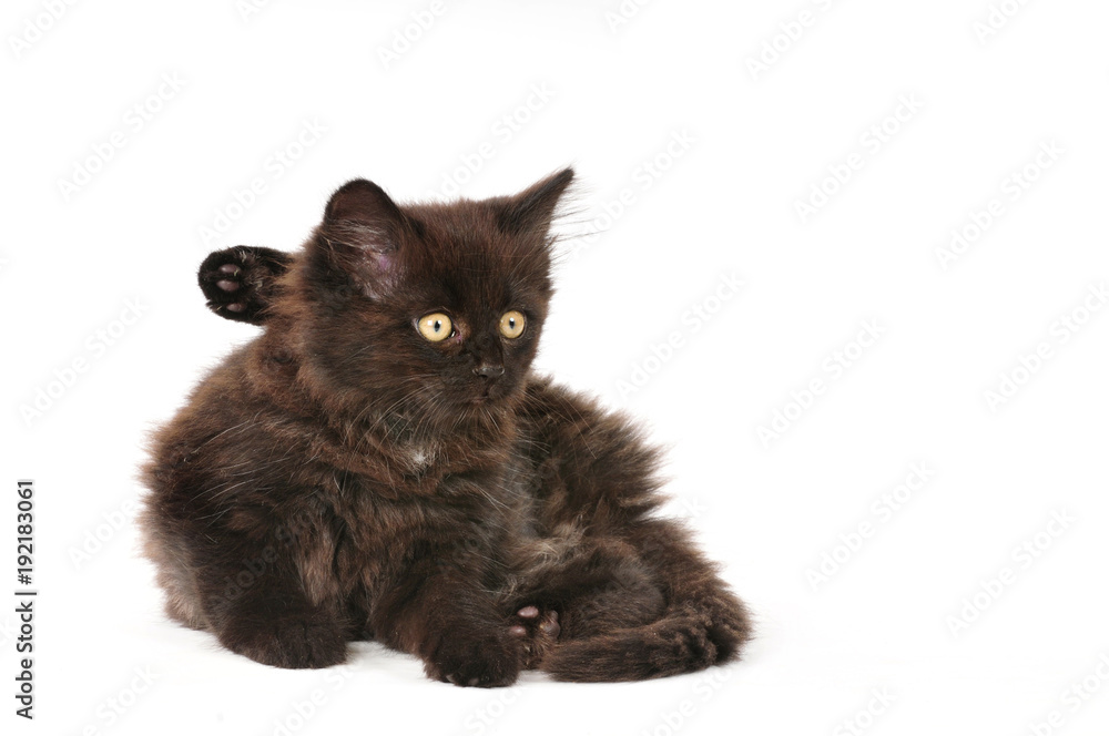 Kleines schwarzes Kätzchen putzt sich isoliert auf weiß