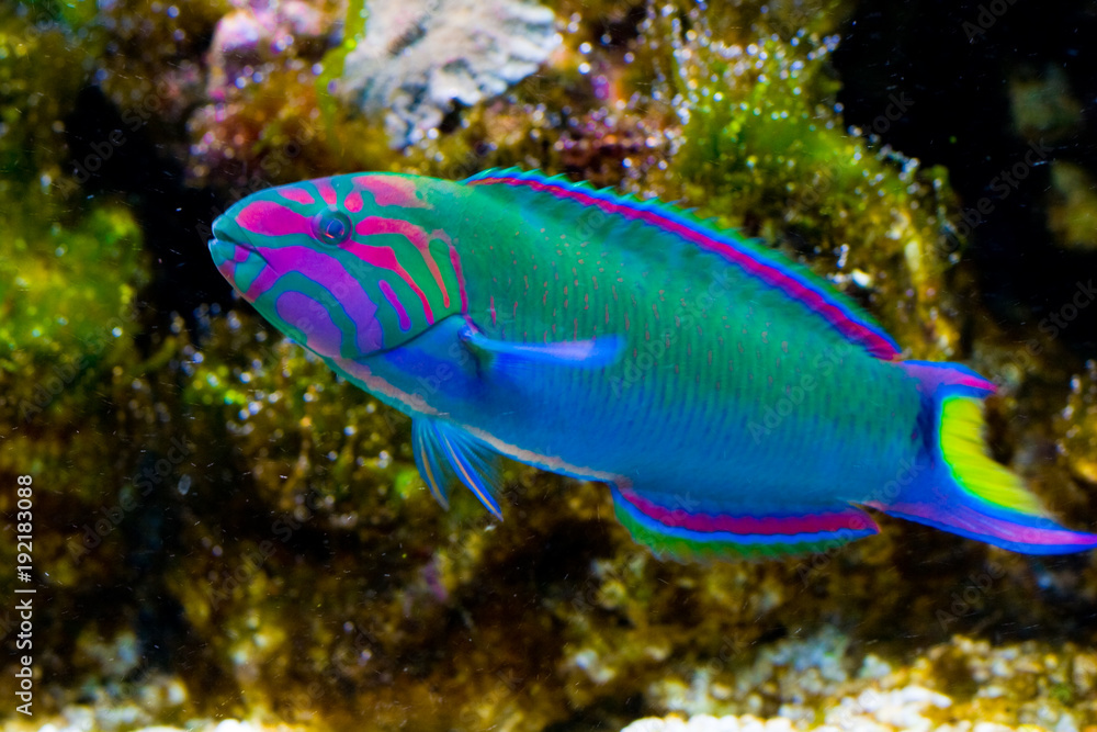 Fototapeta premium Lyretail Wrasse in front of Coral Landscape