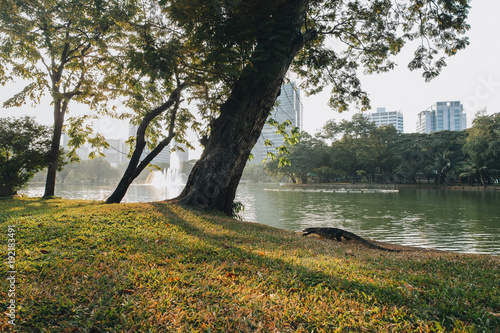 iguana crawling on green grass in park at Bangkok, Thailand