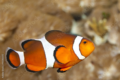 Clownfish