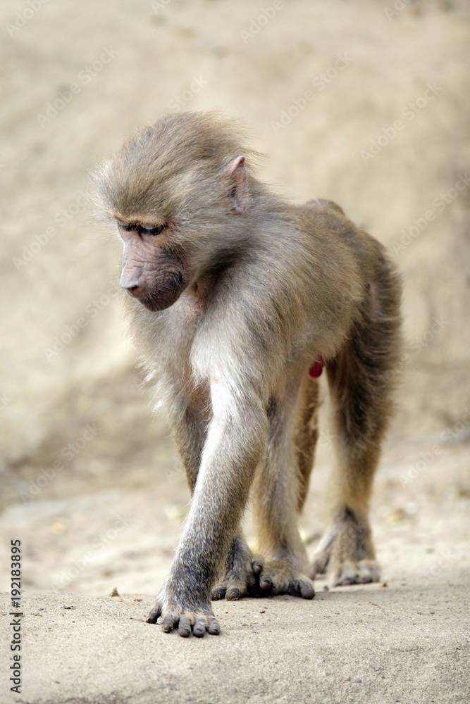 Single Hamadryas baboon in zoological garden Single Hamadryas baboon in zoological garden