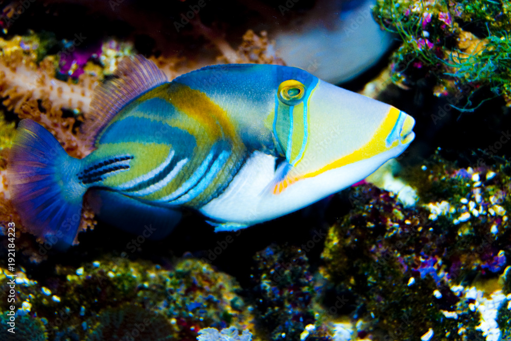 Obraz premium Picasso Triggerfish
