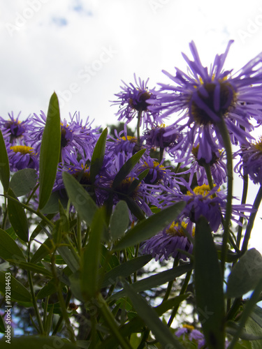 Purple Wildflowers