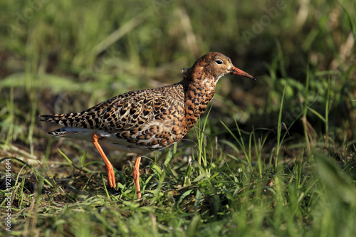 Single Ruff bird on grassy wetlands during a spring nesting period © Art Media Factory