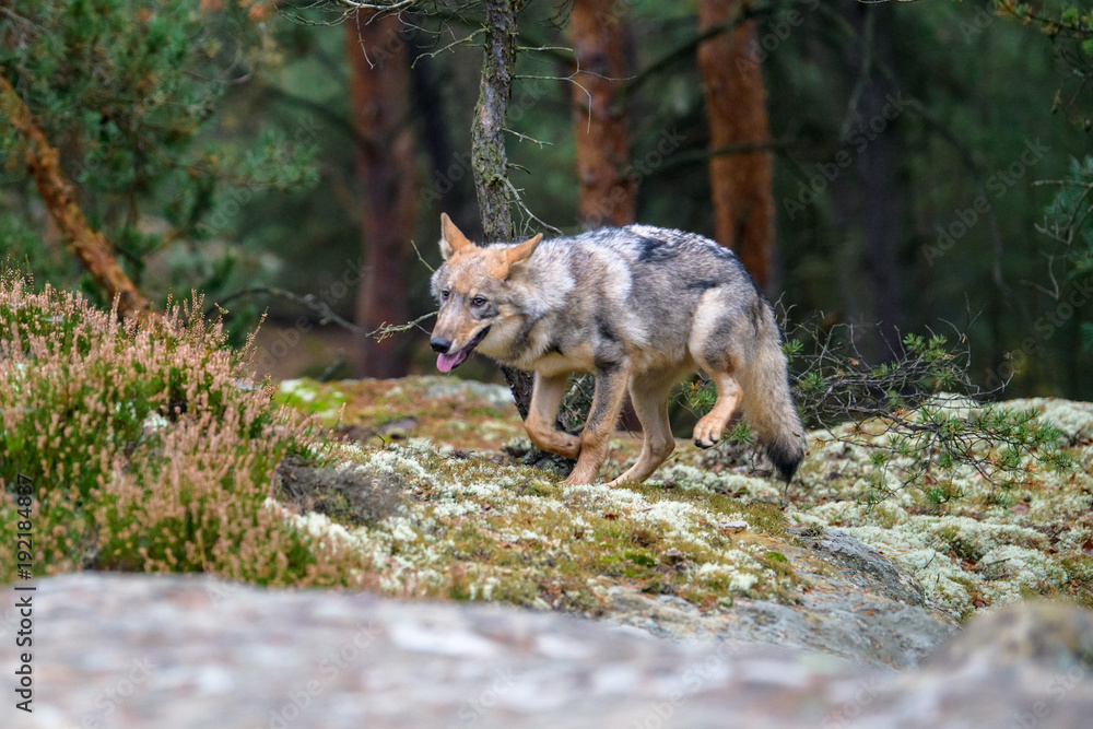Fototapeta premium The gray wolf or grey wolf (Canis lupus) standing on a rock