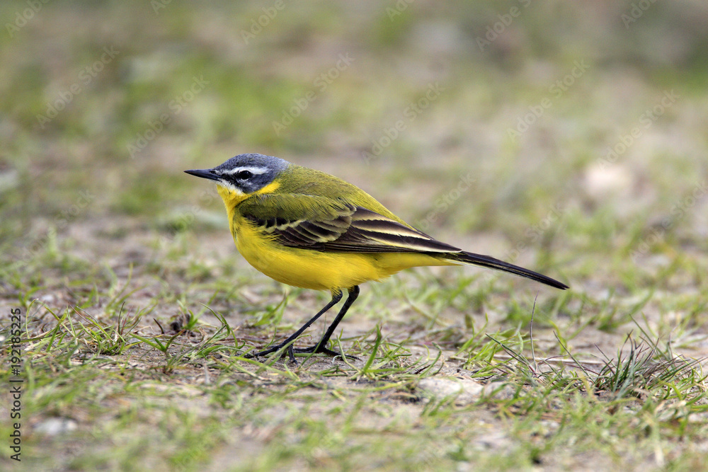 Single Yellow wagtail bird on grassy wetlands during a spring nesting period Single Yellow wagtail bird on grassy wetlands during a spring nesting period