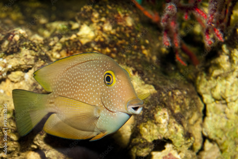 Surgeonfish or Tang in Aquarium Surgeonfish or Tang in Aquarium