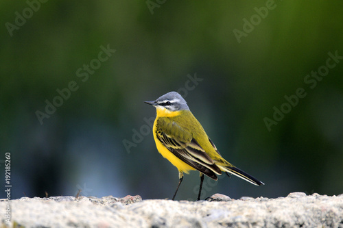 Single Yellow wagtail bird on grassy wetlands during a spring nesting period