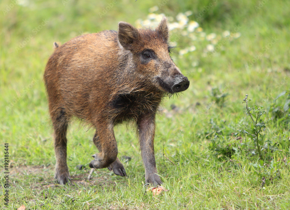 Single juvenile Wild boar in a forest during summer period Single juvenile Wild boar in a forest during summer period