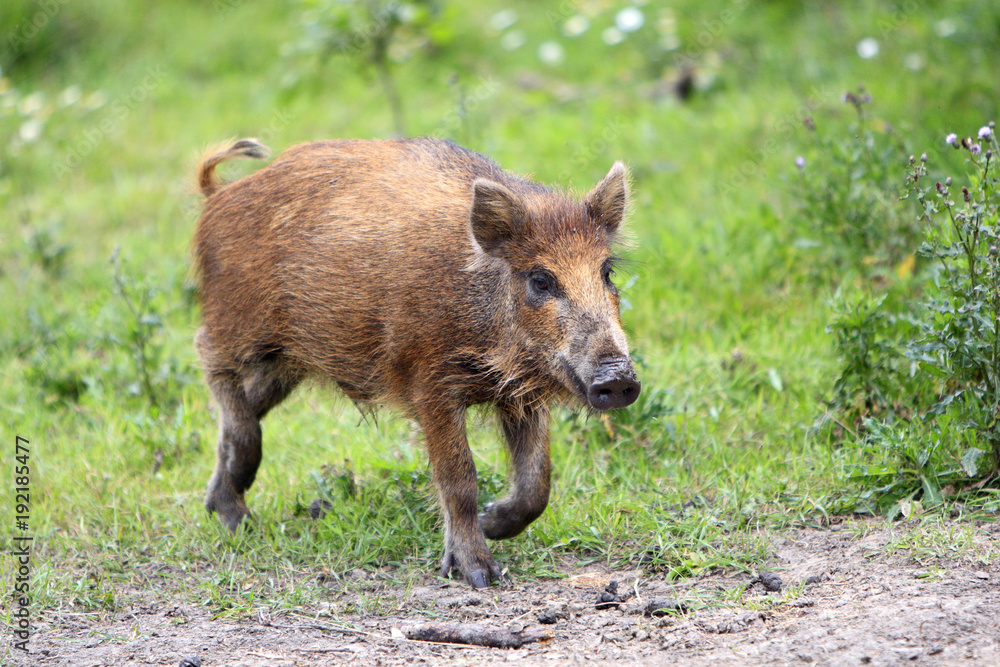Fototapeta premium Single juvenile Wild boar in a forest during summer period