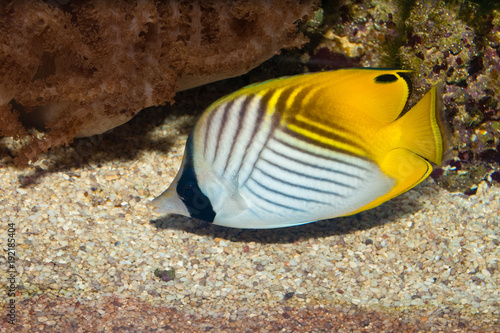 Threadfin Butterflyfish in Aquarium