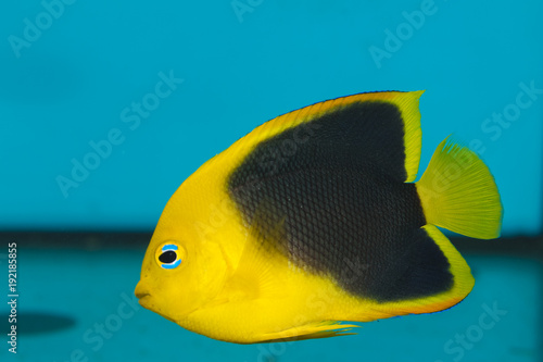 Rock Beauty Angelfish in Aquarium