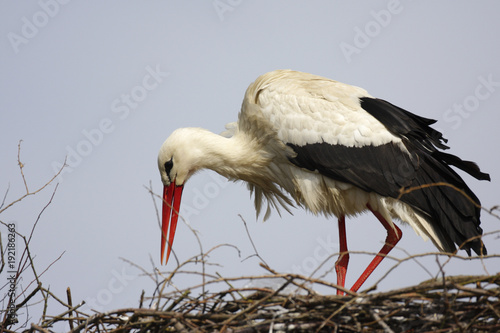 Single white Stork bird on a nest during the spring nesting period