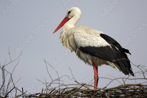 Single white Stork bird on a nest during the spring nesting period