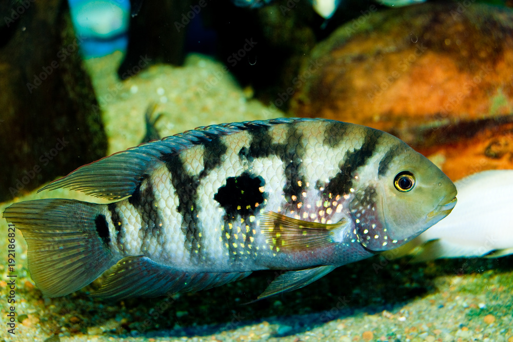 Jack Dempsey Cichlid Jack Dempsey Cichlid