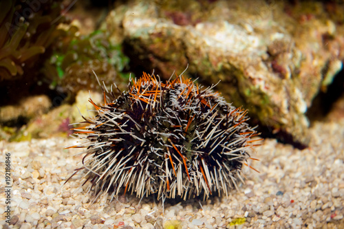 Collector Urchin (tripneustes gratilla) © Iliuta